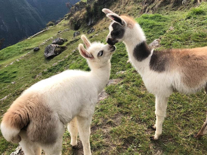 Peru-Crias de Llama Machu Picchu-1440x1920