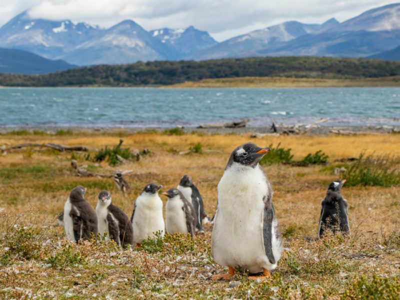 Argentina - Pinguinos Patagonia Argentina-1920x1547