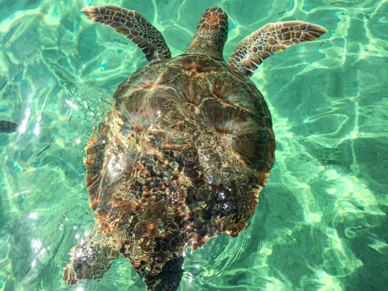 Mexico - tortuga verde Mexico-1440x1920